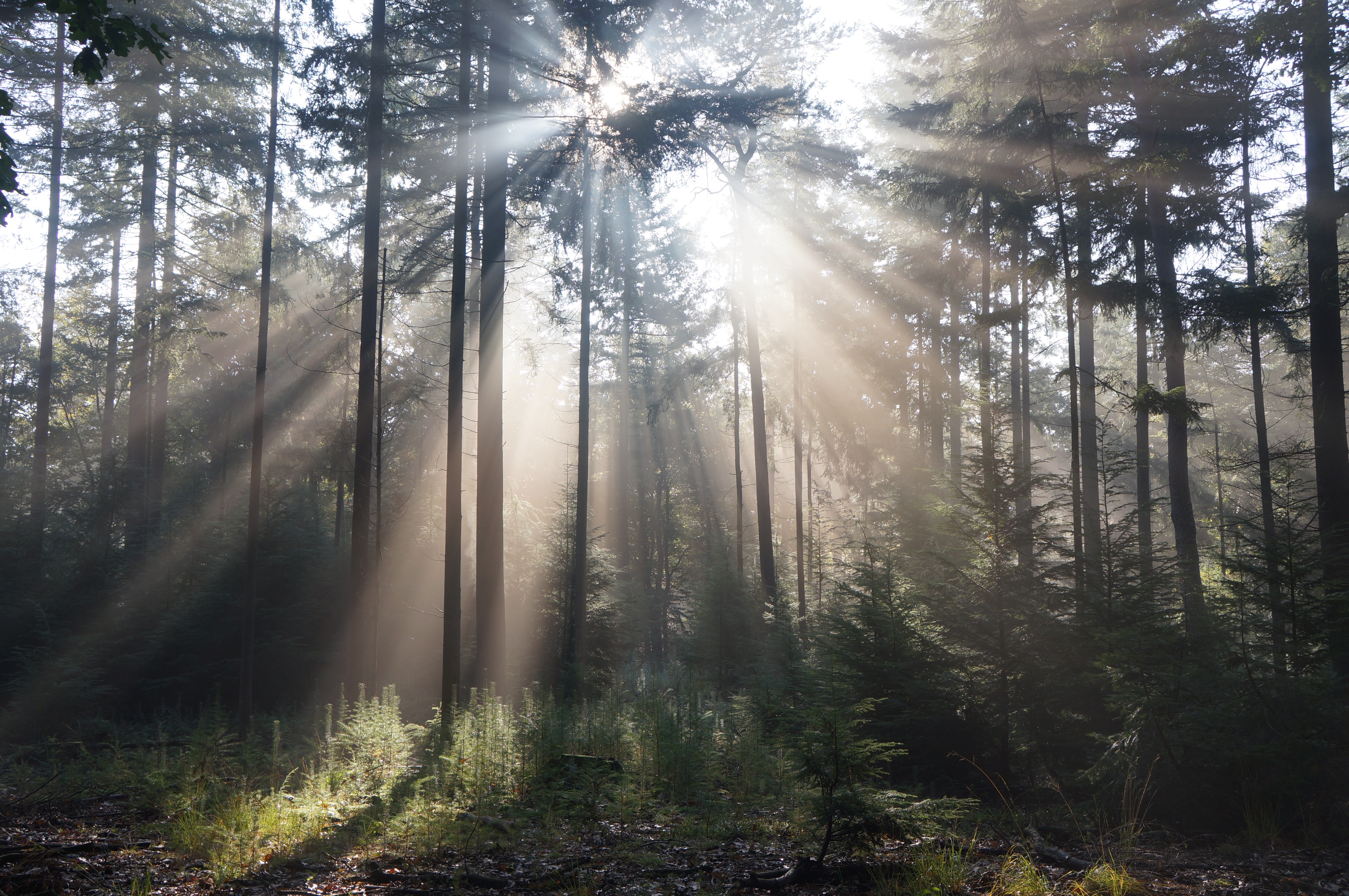 The Veluwe