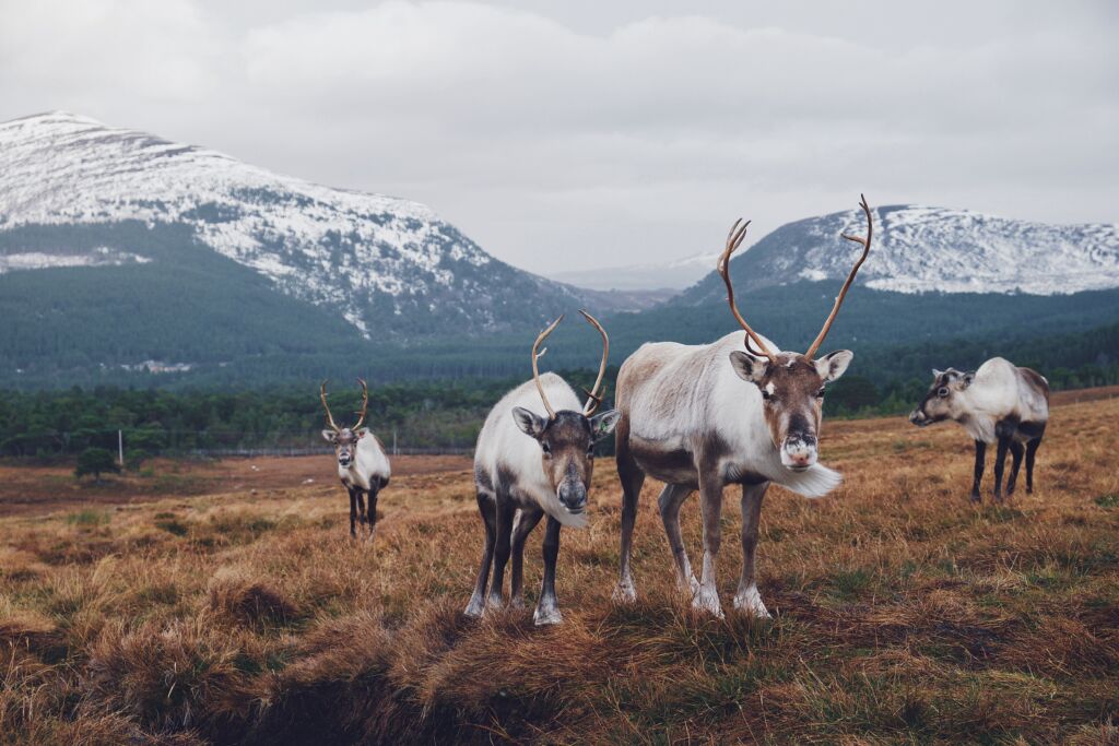 Reindeer Aviemore