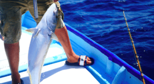 Sea Fishing - Marbella