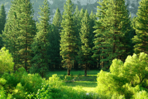 Trees