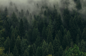 TREES