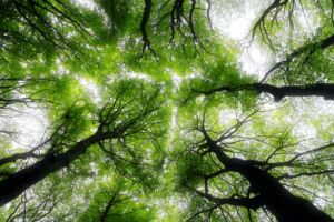 Trees